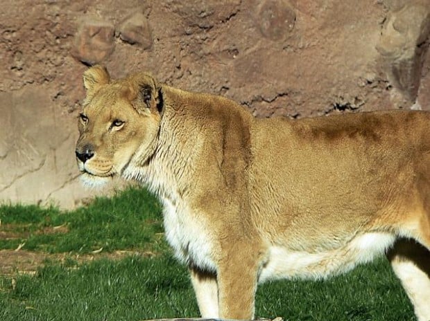 Zoo lion euthanized due to failing health  