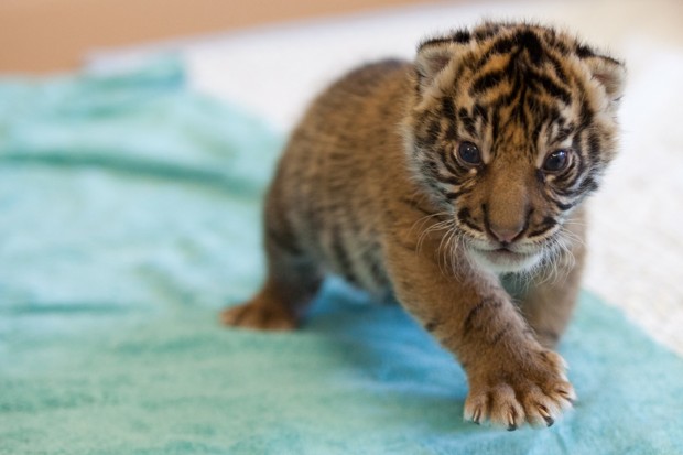 Animal shots of the week