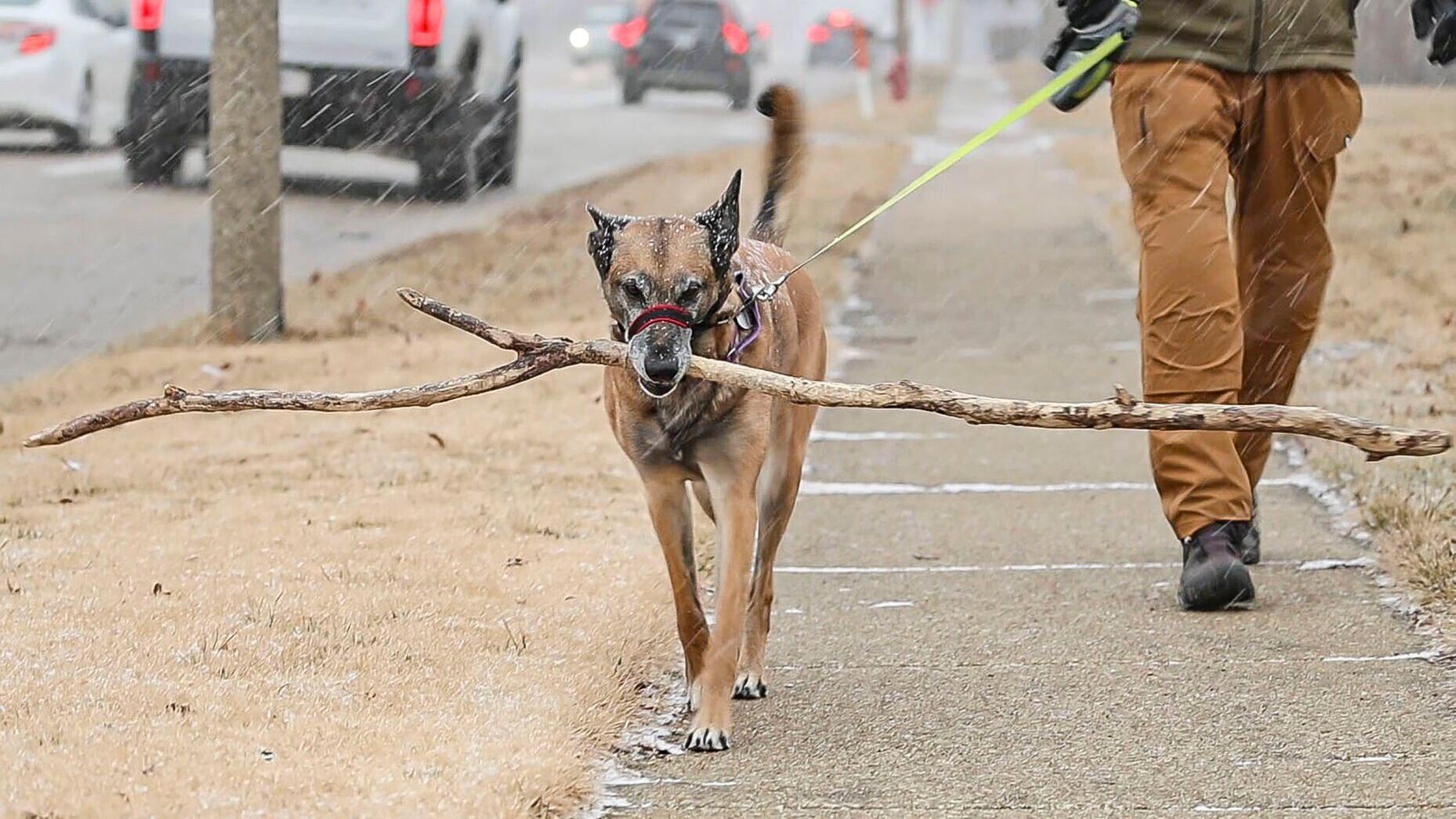 Illinois dog has been carrying the same stick for 5 years - Vimarsana News