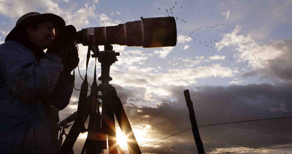 Sandhill cranes in Arizona