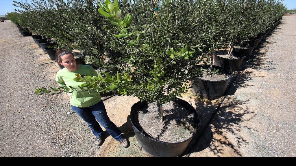 Transplanted oak tree not growing