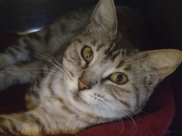 Pima Animal Care Center