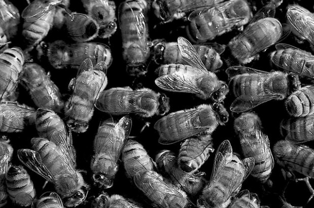 In October, bees launch nasty sting operation  