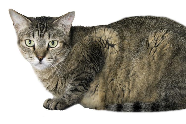 Adopt a Friend: Bernie