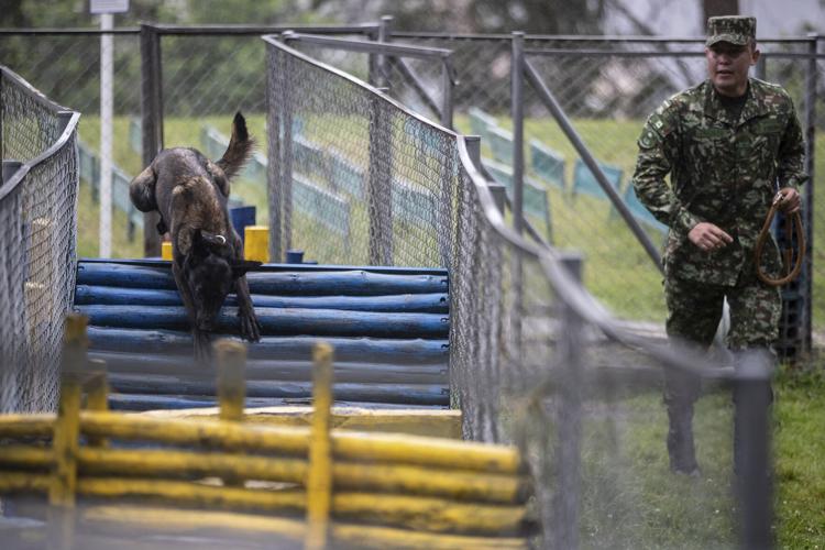 Colombia Army Dogs