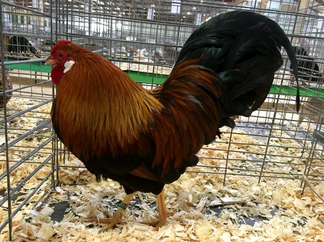 Pima County Fair's poultry show
