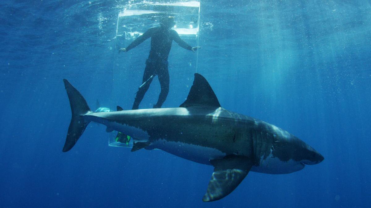 Discovery Channel great white shark shark researcher