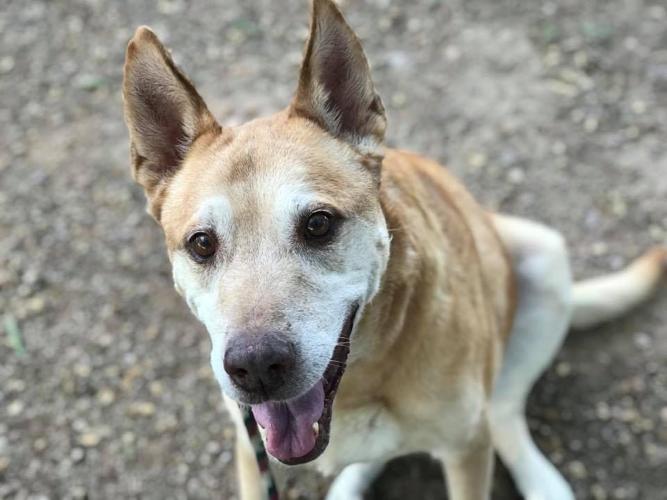 Adopt a friend: Chiquita