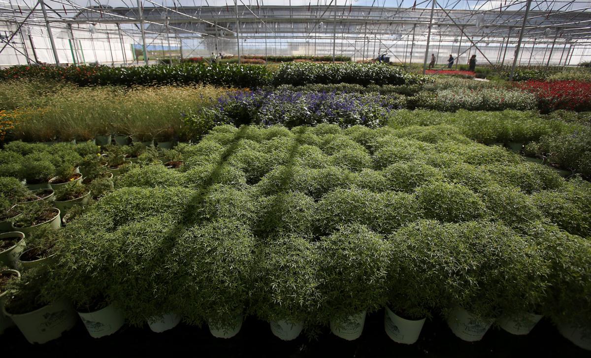 Independent Civano Nursery growing with national grower Monrovia