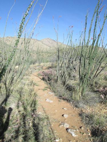 View of Ocotillo Trail