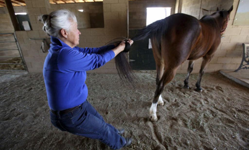Arizona Plaintiffs Say Horse Massage Isn T A Veterinary Service Local News Tucson Com