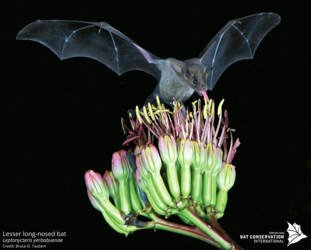 Lesser long-nosed bats