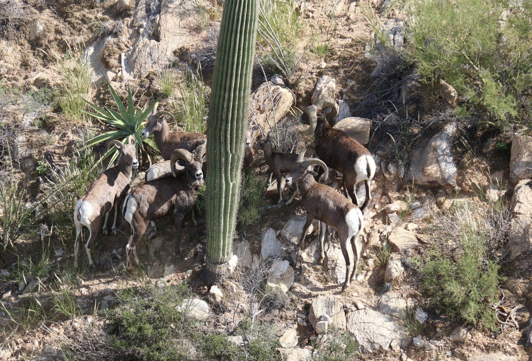 Bighorn sheep survey, 2021, AGFD