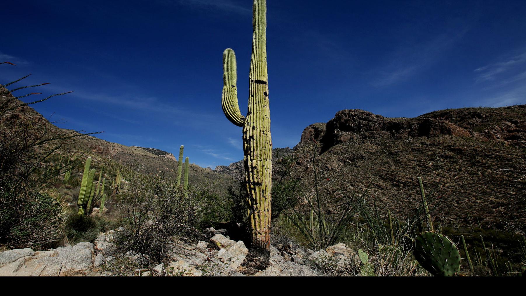 Travel Guide Fodor S Mentions 11 Reasons To Visit Tucson Local News Tucson Com