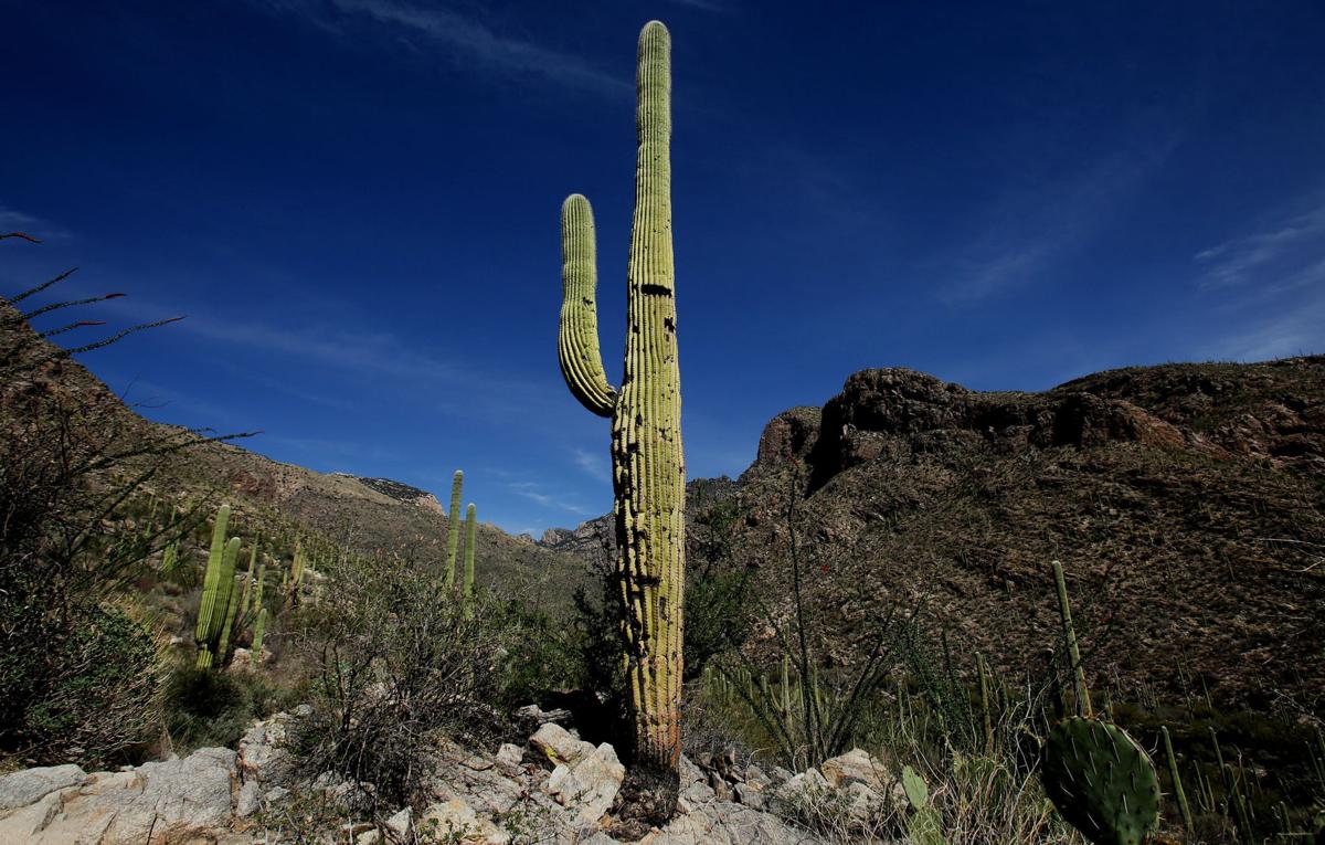 Pima Canyon Trail