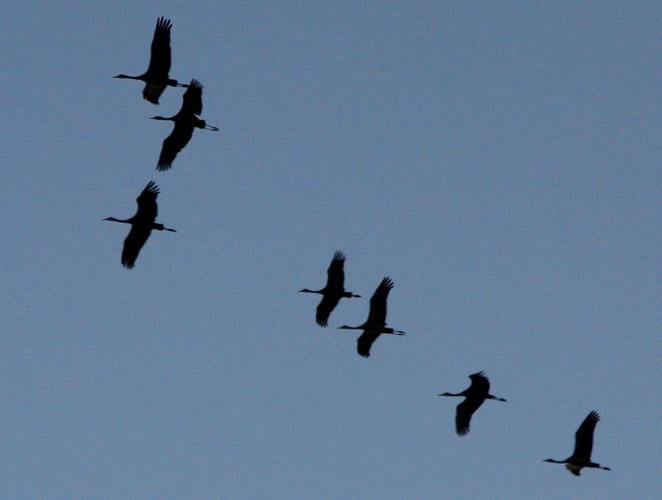 Sandhill cranes