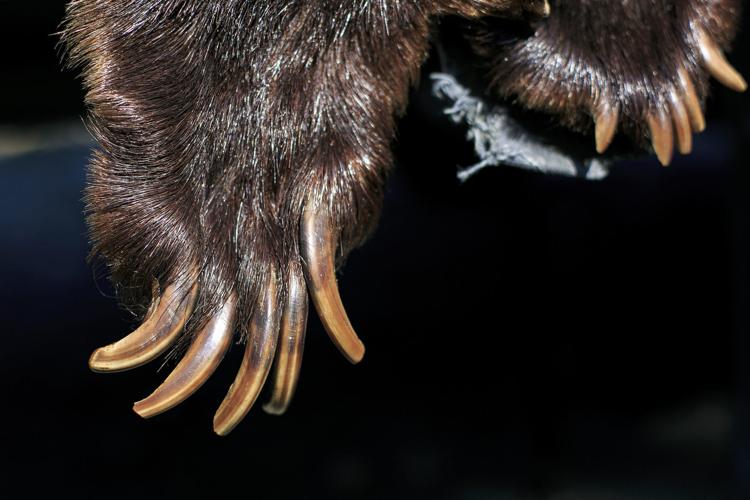 Grizzly claws