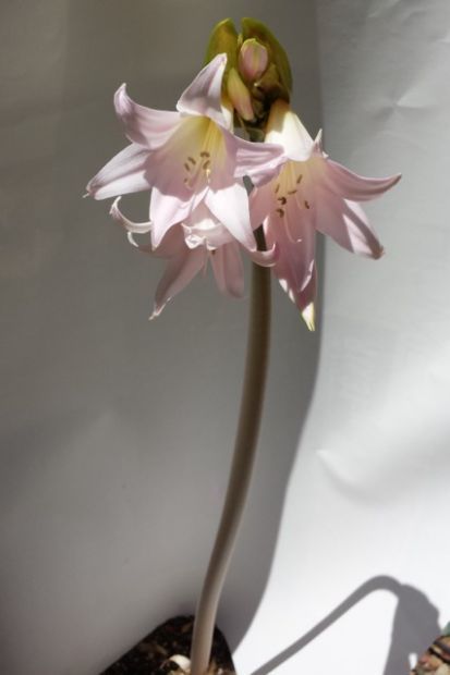 Amaryllis belladonna