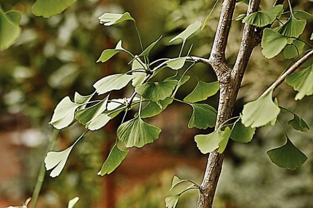 Plants from the past  