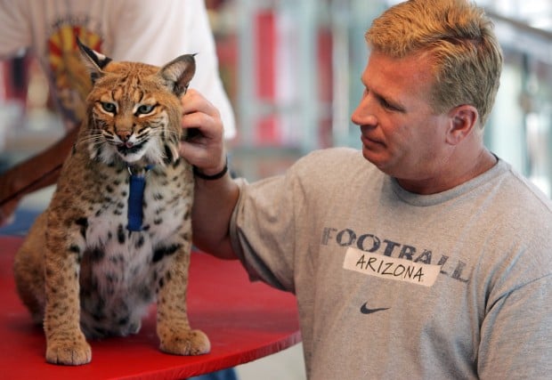 Jim Click Tucson >> Photo gallery: Arizona Wildcats meet a wildcat | Arizona ... Jim Click Tucson >> Photo gallery: Arizona Wildcats meet a wildcat | Arizona ...