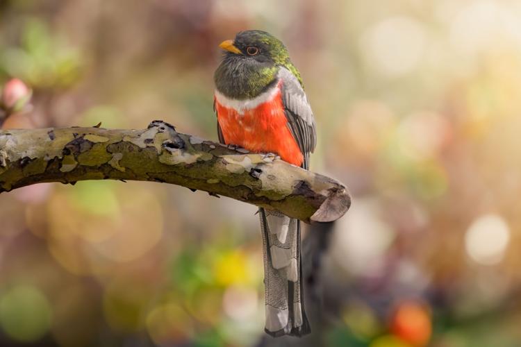 elegant-trogon
