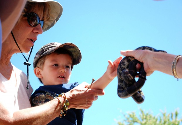 Learn all about reptiles   