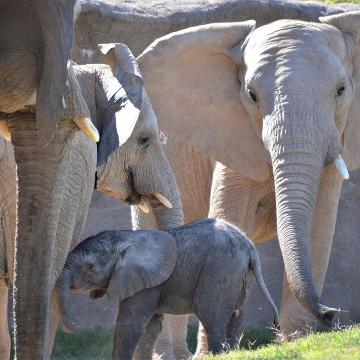 Hey Tucson Help Pick A Name For Reid Park Zoo S Baby Elephant Local News Tucson Com Hey Tucson Help Pick A Name For Reid Park Zoo S Baby Elephant Local News Tucson Com