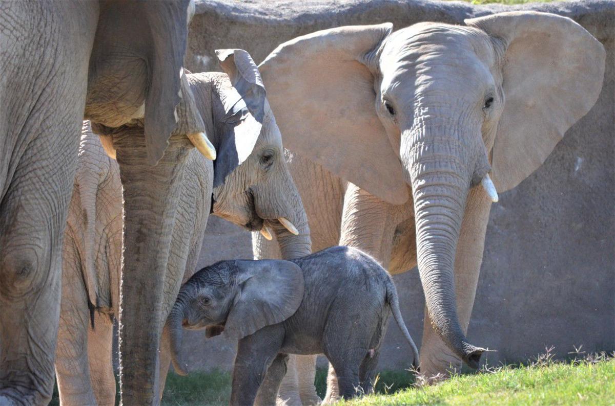 Tucson's baby elephant getting more brave, playing with big sister Nandi