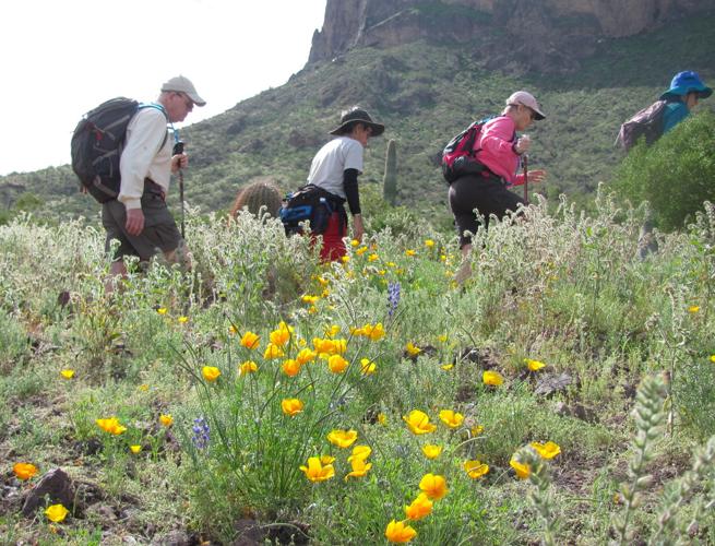 Southwest wildflowers