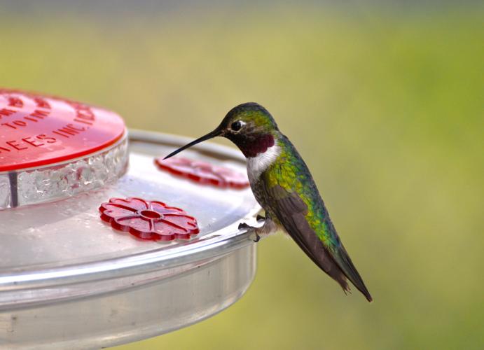 Hummingbird