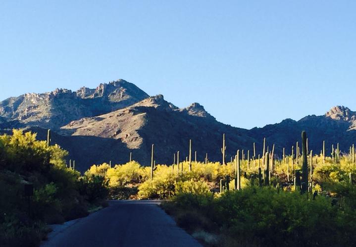 Sunset light in Sabino Canyon