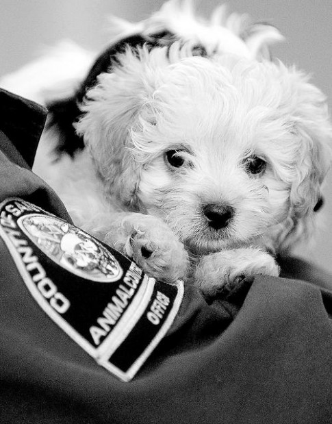 Task force spotlights smuggling of puppies  