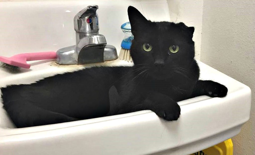 Adopt A Friend: Barney