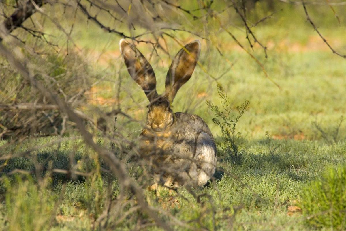Fending off bunnies