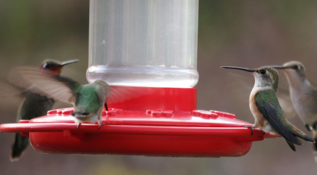 Hummingbird Feeders Saddlebag Notes Tucson Com