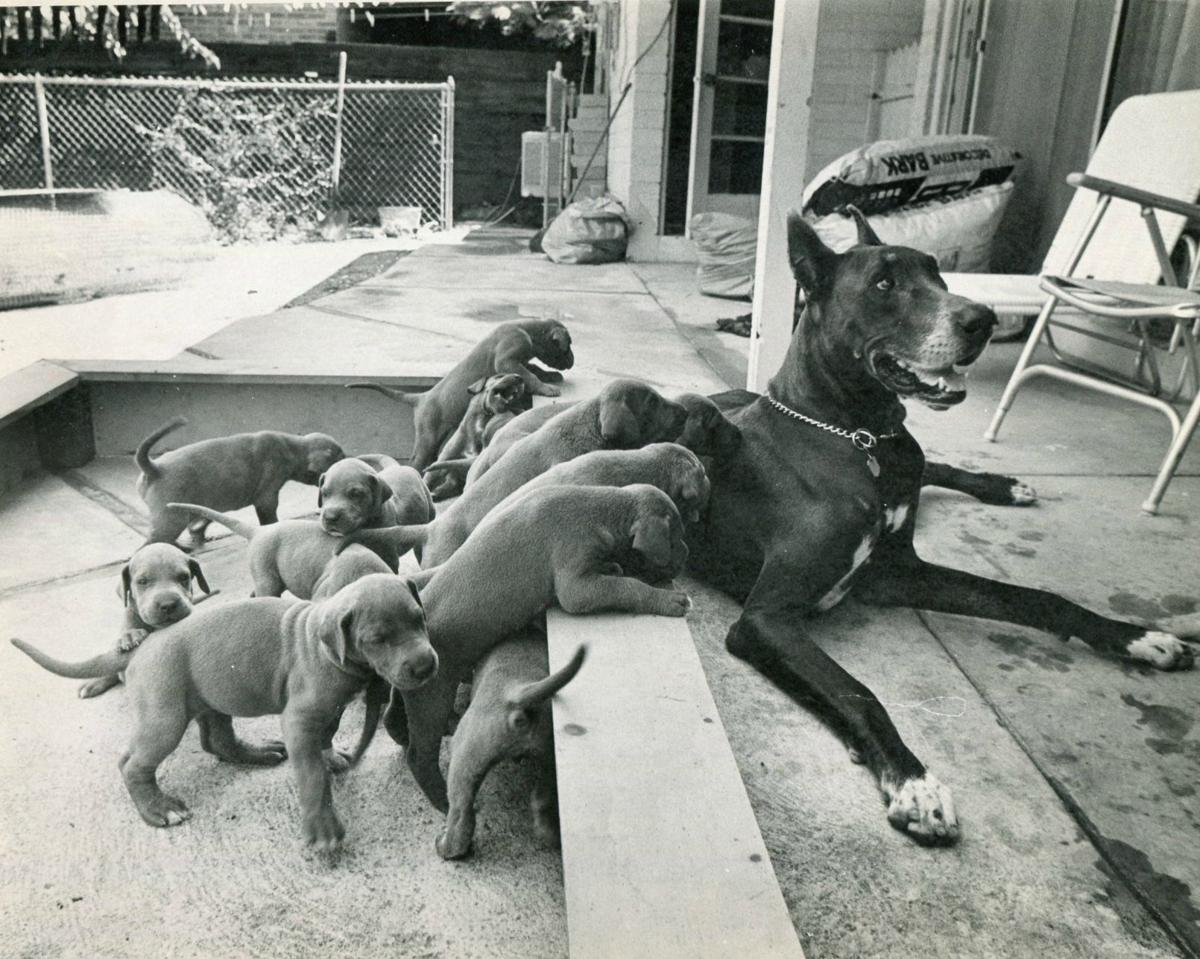 A dog and her pups