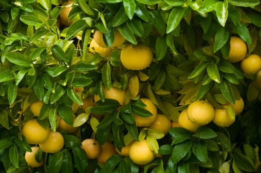 Grape fruit tree