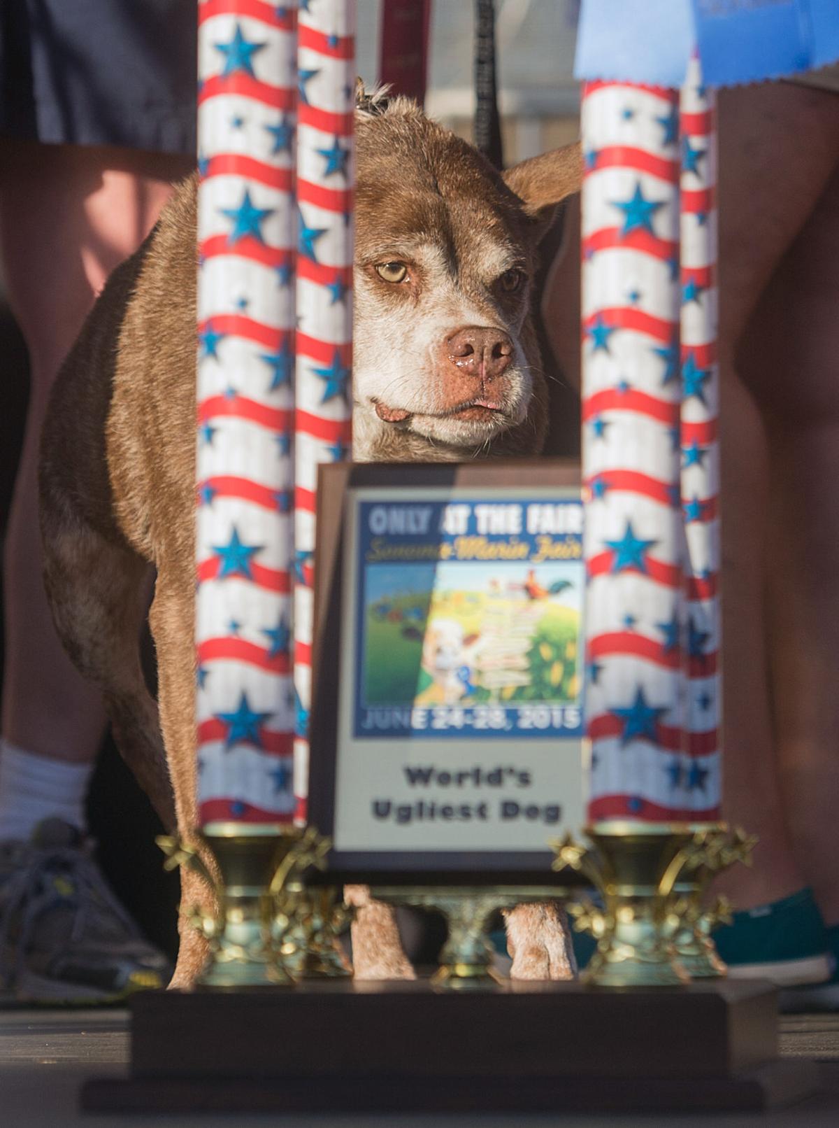 Ugly Dog Contest