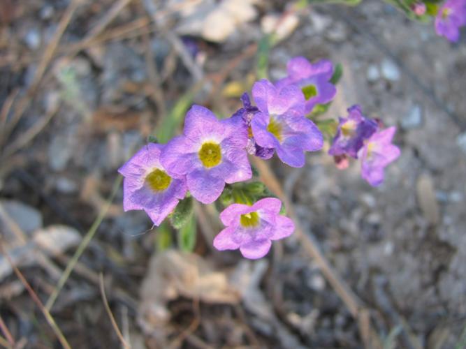 Trailside wildflowers