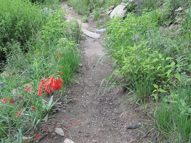 Trails on the eastern slopes of the Santa Catalina Mountains