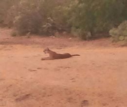 Mountain lion in Oro Valley wash