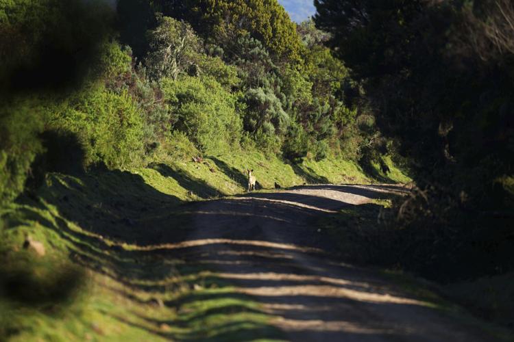Climate Kenya Forest Road