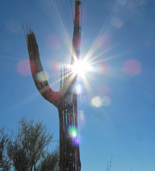 Skeleton saguaro stands tall in the sun