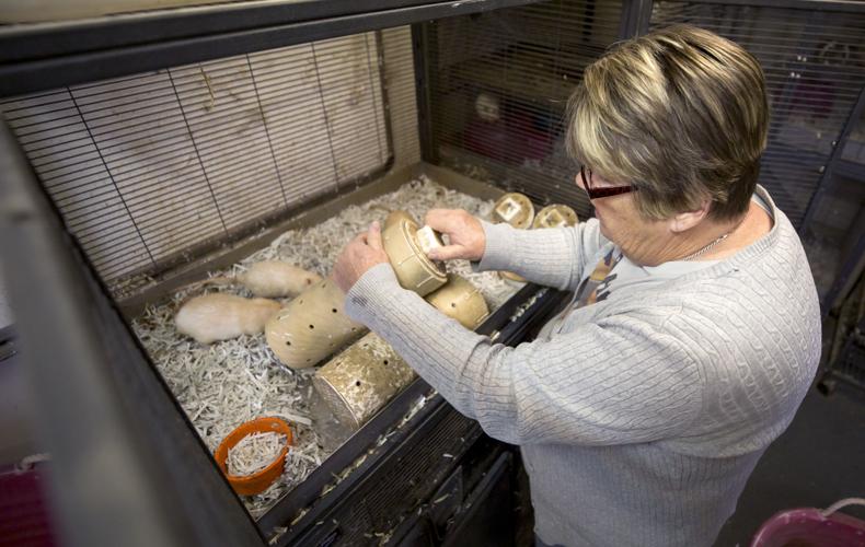 Barn Hunt Casa Grande