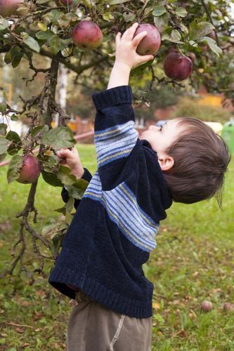 Child picking apples.