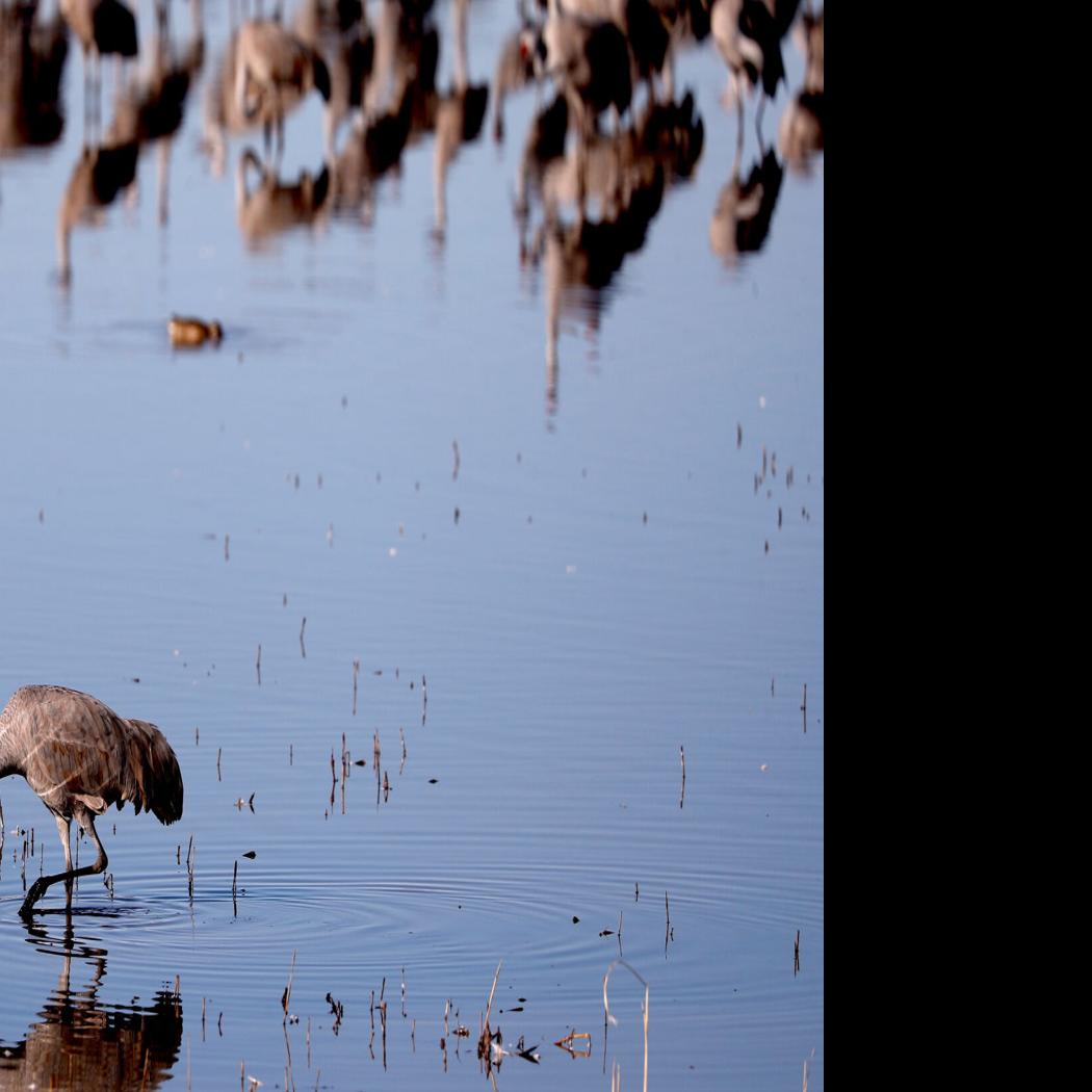 Photos: Sandhill cranes in southeastern Arizona | Galleries ...