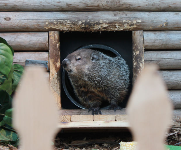 Animal shots of the week