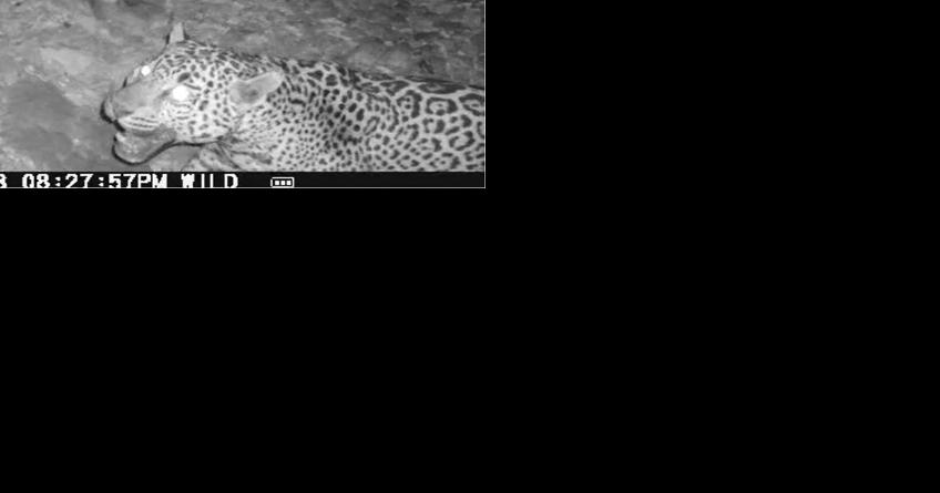 New Arizona jaguar stokes opposition to border barriers - Vimarsana News