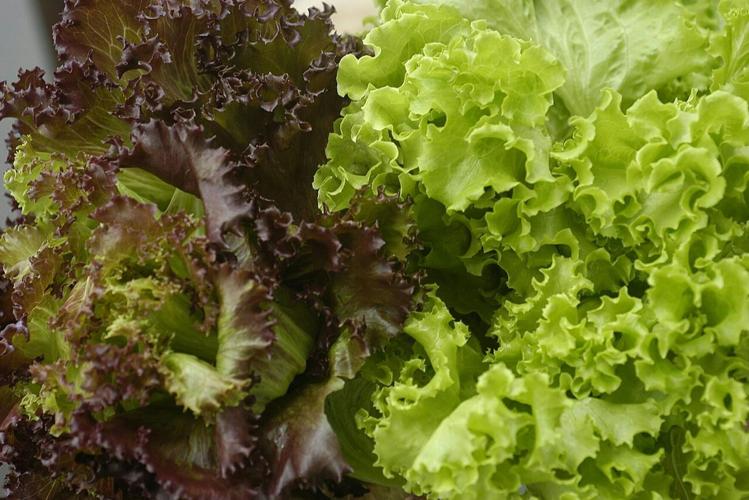 Prewashed greens are extremely convenient, but whole heads of lettuce may be less risky during a cyclospora outbreak.