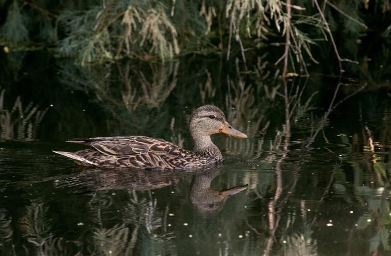 Lower Santa Cruz River